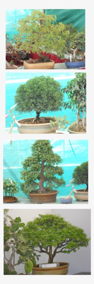 Sageretia Theezans #7961813