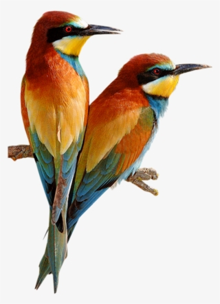 Pretty Birds - Bee Eater Bird Png #7961839