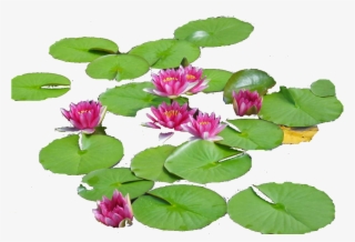 Photo Lillies22 - Sacred Lotus #7961843 Photo Lillies22 - Sacred Lotus #7961843