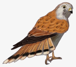 Nankeen-kestrel - Hawk #7961904