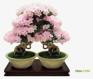 Bonsai-png - Azalea #7961905