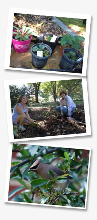 Birdfriendly - Yard #7962166