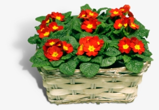 Related Image Water Plants, Cut Outs, Aquatic Plants, - Primrose #7962703