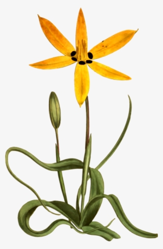 Yellow Flower Botany Common Daisy Drawing - Star Flower Clipart Png #7962777