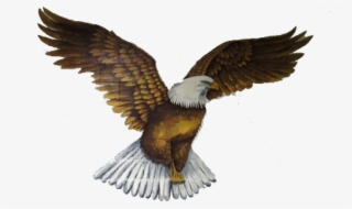 Cropped-empty - Bald Eagle #7962861 Cropped-empty - Bald Eagle #7962861