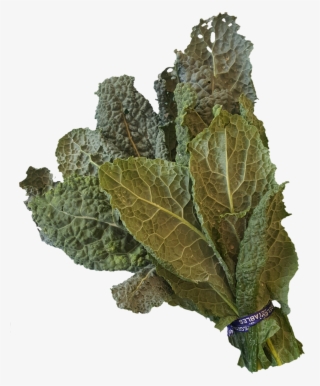 1531938198432 - Lacinato Kale #7962914