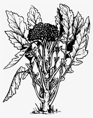 Broccoli Slaw Vegetable Black And White Food - Broccoli Plant Black And White #7963094