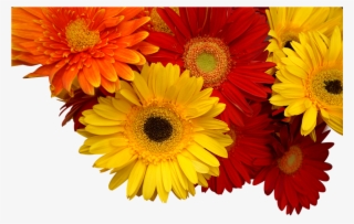 Chrysanthemum, Cuc Coins, Yellow, Orange, Red - Hoa Đồng Tiền Png #7963098