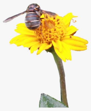 Report Abuse - Sunflower #7963252