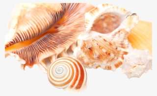 High Definition Television Seashell Highdefinition - Seashell #7963399