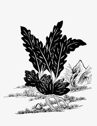 File - Imperial Encyclopaedia - Plant Kingdom - Pic747 - Illustration #7963451