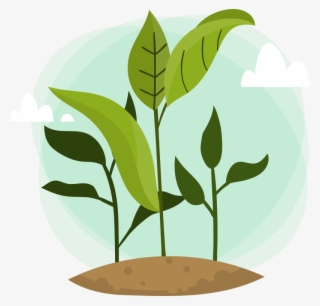 To Picking Up Right Plants For Your Indoor Space And - Huella Hidrica De Un Arbol #7963520