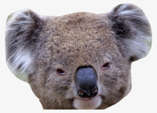 Koala #7965506