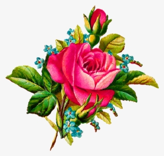 Collection Of High Quality Free Illustrations Ⓒ - Illustration In Rose Flower #7966808