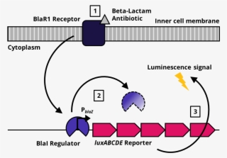 Overall Concept Showing The Components And The Molecular - Diagram #7966844