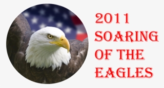 2011 Soaring Of The Eagles Management Conference - Bald Eagle #7966879