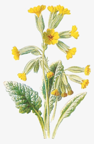 Flower Free Wildflower Botanical Artwork Digital Clip - Cowslip #7967077 Flower Free Wildflower Botanical Artwork Digital Clip - Cowslip #7967077