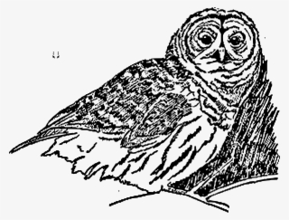 This Free Icons Png Design Of An Owl #7967519