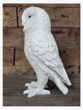 White Owl - Cockatoo #7967755