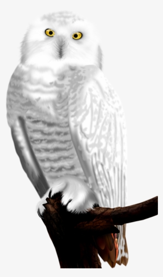 White Owls - البومة البيضاء #7967831