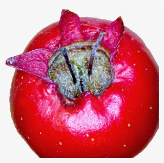 Two Styles Of Midland Hawthorn - Plum Tomato #7968668