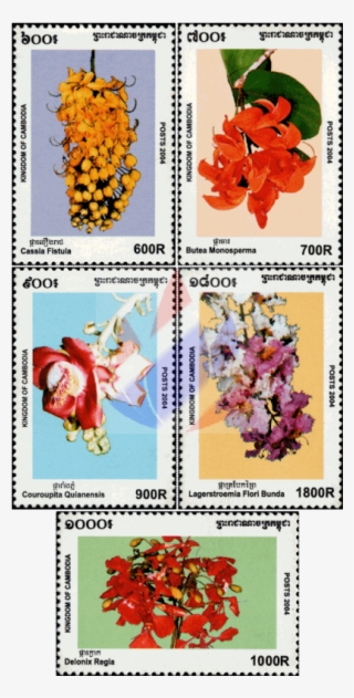Coquelicot #7971487