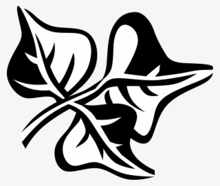 Vector Illustration Of Coral Bean Botanical Horticulture #7971755