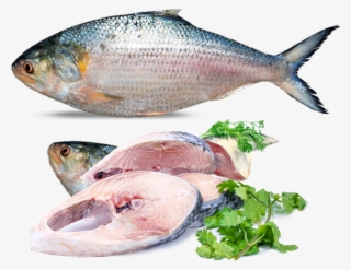 Rm5 - - Hilsa Fish In Mumbai #7972859