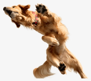 Golden - Dog Catches Something #7972939