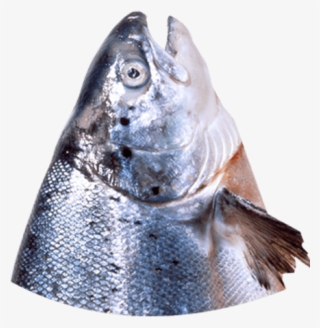 Fish Head - Fish Products #7972987