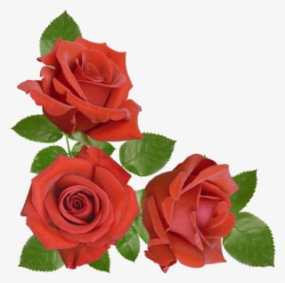Red Rose - Floribunda #7973350