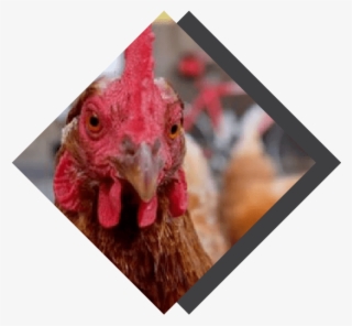 Through The Chicken & Egg Project - Rooster #7974053