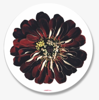 Vintage Flowers - Common Zinnia #7974954