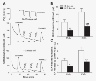 Secretion Of Ca In Response To Hypoxia From In Vitro - Diagram #7975535