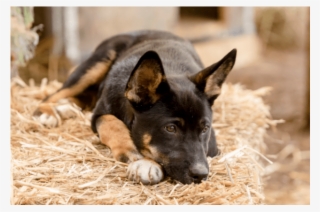 Donate To Petrescue - Companion Dog #7975764