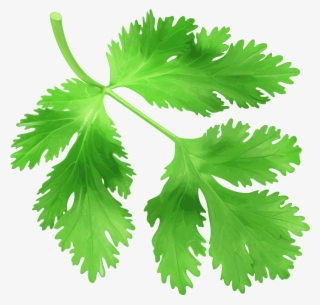 No Registration Required - Cilantro #7977444