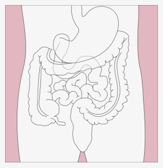 991 X 1024 3 - Your Appendix Located #7977481