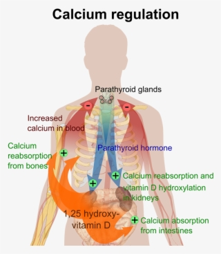 Picture - Does Calcium Help Your Body #7977578