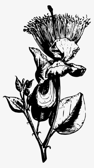 Vector Vintage Flora Illustrations Example Image - Illustration #7978112