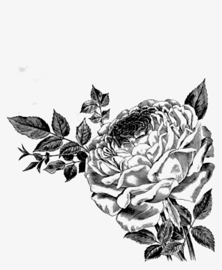 Drawing Of Roses Vector Clipart - Free Roses Vector Png #7978298