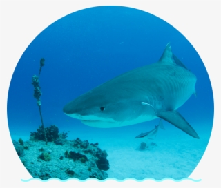 The Tiger Shark Is One Of The Largest Sharks In The - Tiger Shark #7979433