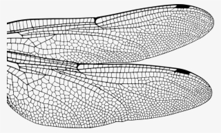Dragonfly, Wing, Bug, Insect, Fly, Nature, Damselfly - Black And White Art Dragonfly Wings #7979574