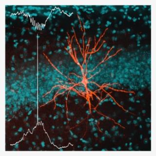 Membrane Potential Recording Of A Ca1 Pyramidal Neuron - Visual Arts #7980109