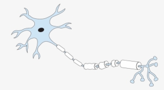Diagram Of A Labeled Nerve Cell #7980421