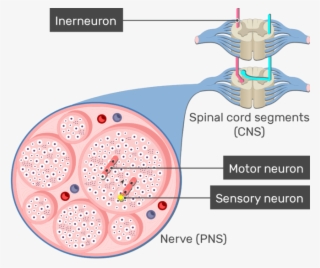 An Image Showing The Action Potential Moving Through - Neuron #7980464 An Image Showing The Action Potential Moving Through - Neuron #7980464