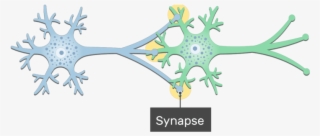 An Image Showing The Synapse Between 2 Neurons Showing - Neuron Synapse #7980675