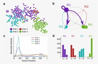 Clip Transparent Download Flow Roles For Neurons In - Diagram #7980942