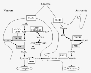Overview Of The Neuron-astrocyte Glycolysis - Diagram #7980976