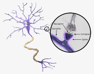 A) - - Neuron Upstream And Downstream #7981096 A) - - Neuron Upstream And Downstream #7981096