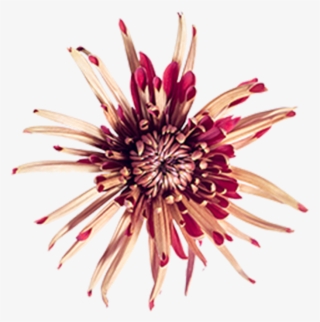 Bronze Fuji Cocoa Bronze Fuji Cocoa - Passion Flower #7983241